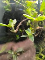 Neogerelia lillputiana zeldzaam, Dieren en Toebehoren