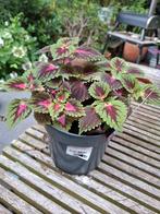 grote coleus/ siernetels plant, Ophalen, Zomer