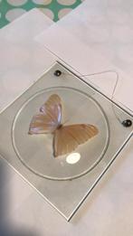 vlinderdecoratie onder glas, Ophalen of Verzenden