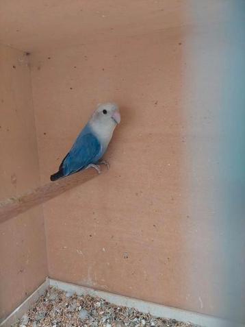 Agapornis roseicollie man bewezen  beschikbaar voor biedingen