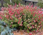 Salvia hotlips, Ophalen, Vaste plant