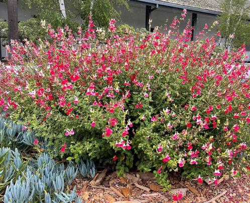Salvia hotlips, Tuin en Terras, Planten | Tuinplanten, Vaste plant, Ophalen