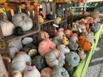 Bio Pompoenen Halloween pompoen Sierfruit Kalebas, Ophalen
