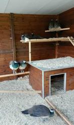 pauwen te koop, Dieren en Toebehoren, Vrouwelijk, Overige soorten