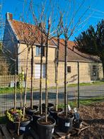 Perzische slaapboom - Albizia Julibrissin Ombrella, Tuin en Terras, Ophalen