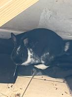Dwergkonijntjes DRINGEND tekoop, Dieren en Toebehoren, Konijnen, Meerdere dieren, Dwerg, 0 tot 2 jaar