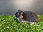 Handtamme mannelijke minilop konijnen jong, Oreilles tombantes, Mâle, Nain, 0 à 2 ans