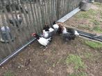 Lakenvelder en Zilverbrakel en poule de Bresse haantjes, Dieren en Toebehoren, Mannelijk, Kip