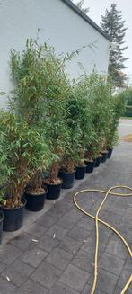 niet woekerende bamboe soorten, Tuin en Terras, Planten | Struiken en Hagen, Ophalen, Bamboe, Haag