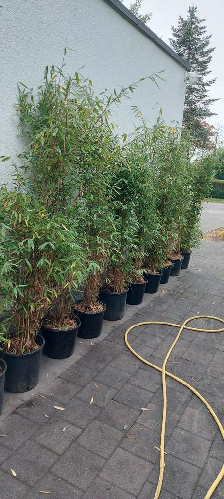 niet woekerende bamboe soorten, Tuin en Terras, Planten | Struiken en Hagen, Haag, Bamboe, Ophalen