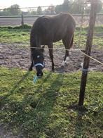 Paard, Dieren en Toebehoren, Minder dan 160 cm, Gechipt, 0 tot 2 jaar, Hengst