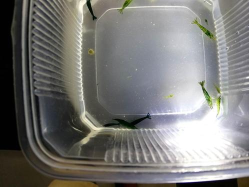 Groene, Green Jade garnalen, Dieren en Toebehoren, Vissen | Aquariumvissen, Zoetwatervis, Kreeft, Krab of Garnaal, Schoolvis