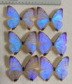 Morpho vlinders, Ophalen of Verzenden