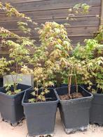 Japanese maple/ Japanese esdoorn, Ophalen of Verzenden