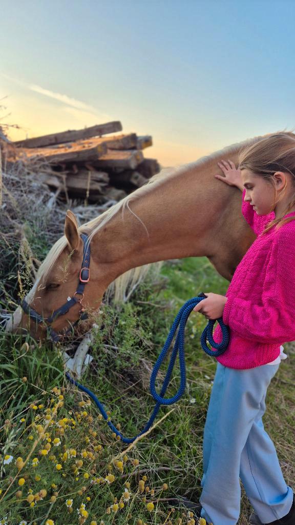 Halve stal, Dieren en Toebehoren, Paarden, Ruin, 160 tot 165 cm, 7 tot 10 jaar