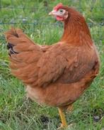 Kippen Isa Brown jonge hennen beschikbaar, Dieren en Toebehoren, Pluimvee, Vrouwelijk, Kip
