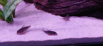 Corydora sterbai  beschikbaar voor biedingen