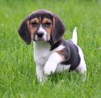 Beagle pups, België, Beagle, CDV (hondenziekte), 8 tot 15 weken