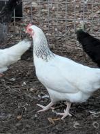 Sussex legkippen, Dieren en Toebehoren