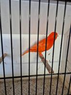 Rood intensief, Mâle, Canari de couleur