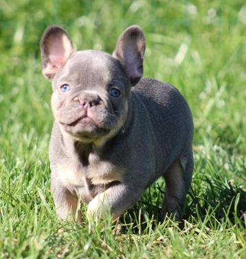 Franse Bulldog pups Lilac-tan beschikbaar voor biedingen