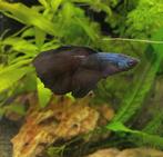 betta vis of geheel aquarium te koop, Ophalen, Gebruikt, Gevuld zoetwateraquarium