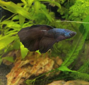 betta vis of geheel aquarium te koop, Enlèvement, Utilisé, Aquarium d'eau douce rempli
