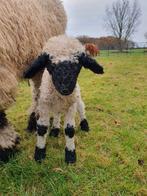 WALLISER SCHWARZNASE, zwartneusschaap, RAM, Mâle, Mouton, 0 à 2 ans