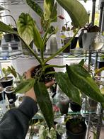 Philodendron Jose Buono, Tuin en Terras, Planten | Bomen, Ophalen