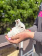 Leeuwenkopjes te koop, Meerdere dieren, Klein, 0 tot 2 jaar