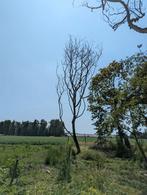 Notelaar hout, Ophalen
