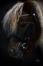 Halve stal shetlander  Ninove, Dieren en Toebehoren, Pony's, Zadelmak, A pony (tot 1.17m), 3 tot 6 jaar, Recreatiepony