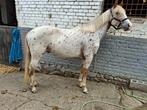 Appaloosa inscrit, Dieren en Toebehoren, Paarden, Minder dan 160 cm, B, Gechipt, Ruin