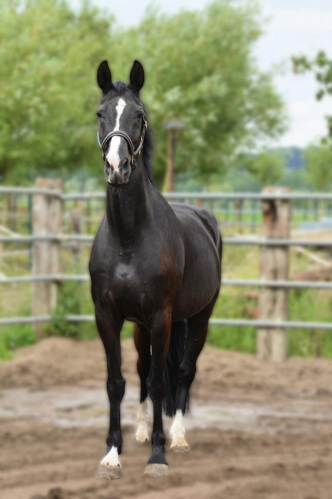 Zwarte 16 jarige merrie met topafkomst, Dieren en Toebehoren, Paarden, Merrie, 170 tot 175 cm, 11 jaar of ouder, Recreatiepaard