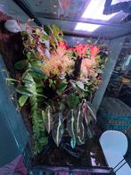 Vivarium / aquarium équipé, planté et peuplé de crabes., Ophalen, Gebruikt, Terrarium of Paludarium