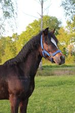 Welsh b pony ruin, Ruin, 3 tot 6 jaar, B pony (1.17m tot 1.27m), Onbeleerd