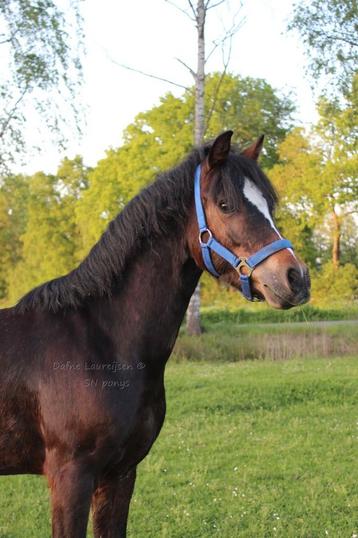Welsh b pony ruin 