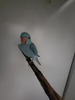 Halsbandparkiet, Dieren en Toebehoren, Vogels | Parkieten en Papegaaien