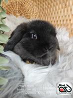 Baby minilop lapin mâle de race pure (transport possible), Mâle, Nain, Oreilles tombantes, 0 à 2 ans