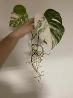 Monstera albo deliciosa #1, Huis en Inrichting, Ophalen of Verzenden