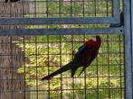 Rosella popje gezocht, Dieren en Toebehoren, Vrouwelijk, Parkiet