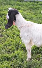 chèvres maltaises, Animaux & Accessoires, Moutons, Chèvres & Cochons