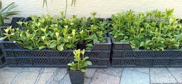 Pachysandra terminalis schaduw plant, Tuin en Terras, Bloembakken en Plantenbakken, Ophalen, Nieuw