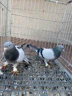 Güzel takla gök, Dieren en Toebehoren