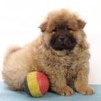 Chow Chow - Belgische pups te koop, Dieren en Toebehoren, België, CDV (hondenziekte), 8 tot 15 weken, Meerdere