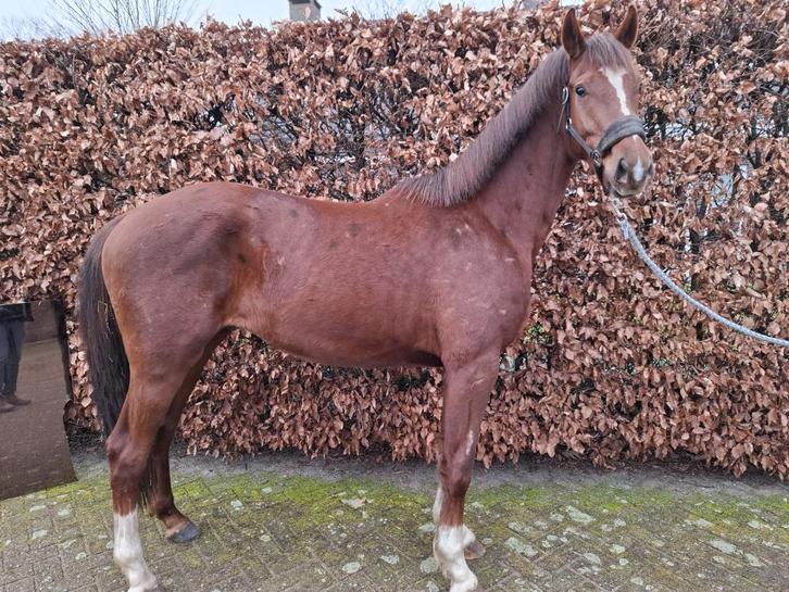 Zeer stoere 3 jarige dressuur ruin * apart bewegen *, Dieren en Toebehoren, Paarden, Ruin, Onbeleerd, 165 tot 170 cm, 3 tot 6 jaar