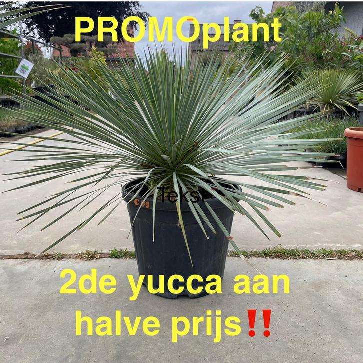 2de aan halve prijs., Tuin en Terras, Planten | Bomen, Ophalen