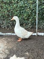 Witte parkeend, Dieren en Toebehoren, Pluimvee, Vrouwelijk, Eend