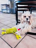 Hond te koop, Ophalen, Zo goed als nieuw
