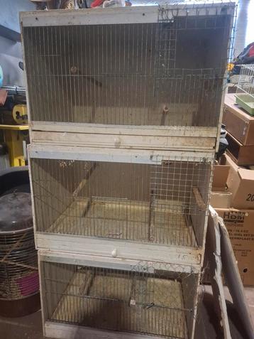 3 kweekkooien, Dieren en Toebehoren, Ophalen, Gebruikt